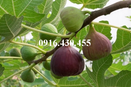 Cây giống sung mỹ